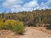 ironwood_forest_nm_2015_02