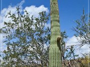 Ironwood Forest NM