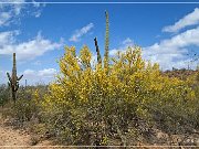 Ironwood Forest NM
