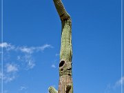 Ironwood Forest NM