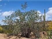 Ironwood Forest NM