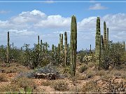 Ironwood Forest NM