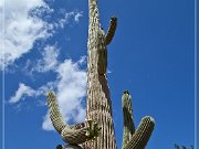 Ironwood Forest NM