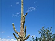 Ironwood Forest NM