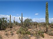 Ironwood Forest NM