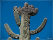 Ironwood Forest NM