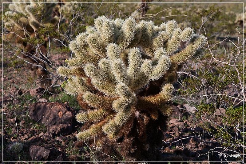 kofa_palm_canyon_21.jpg