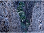 KOFA - Palm Canyon