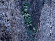 kofa_palm_canyon_09