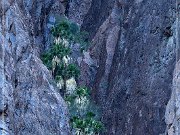 KOFA - Palm Canyon