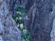 kofa_palm_canyon_10