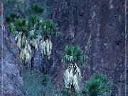 KOFA - Palm Canyon