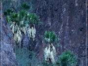 kofa_palm_canyon_11