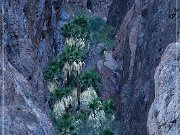 KOFA - Palm Canyon