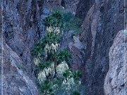 kofa_palm_canyon_12