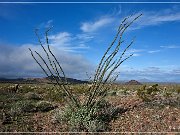 KOFA - Palm Canyon
