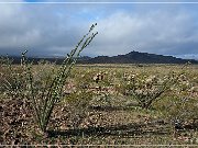 KOFA - Palm Canyon