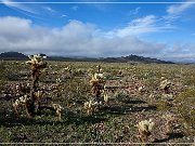 KOFA - Palm Canyon
