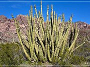 Organ Pipe Cactus NM, Ajo Mountain Drive