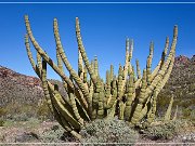 Organ Pipe Cactus NM