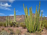 Organ Pipe Cactus NM, Ajo Mountain Drive