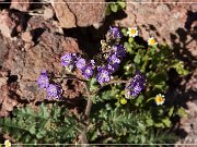 Painted Desert Trail