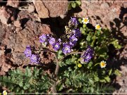 painted_desert_trail_az_09