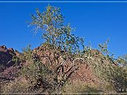 Painted Desert Trail