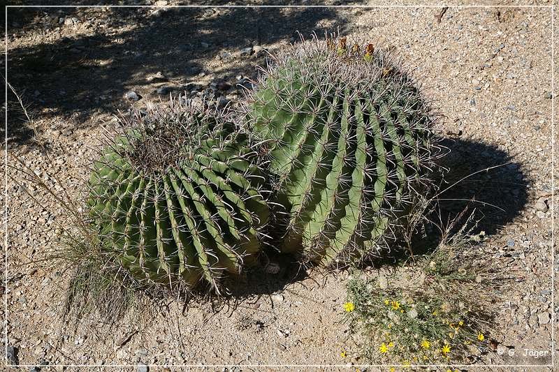 Saguaro NP East