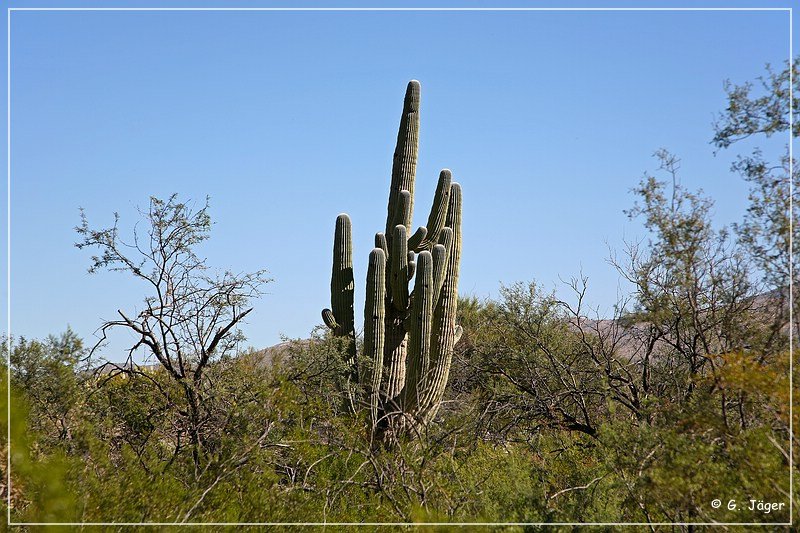 Saguaro NP East