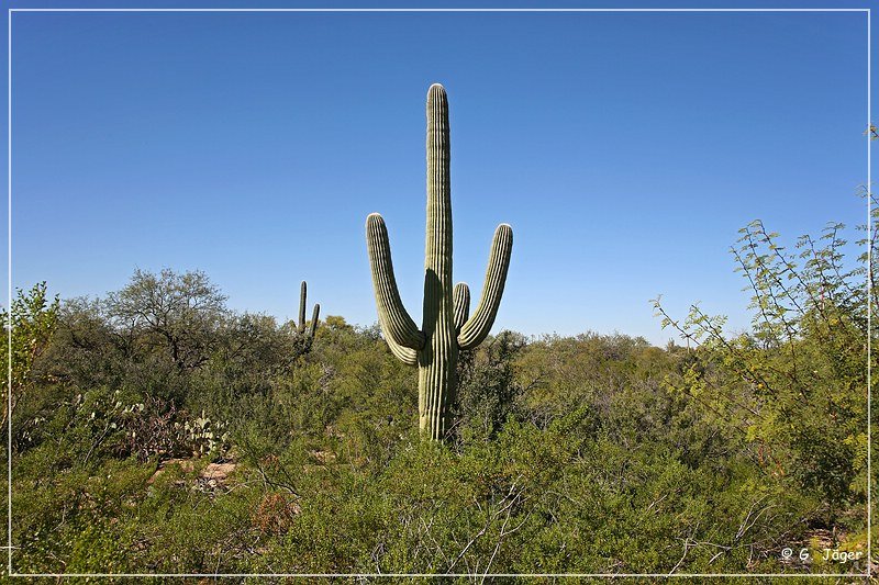 Saguaro NP East