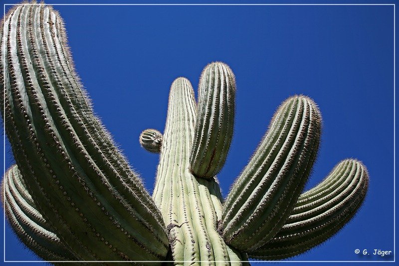 Saguaro NP East