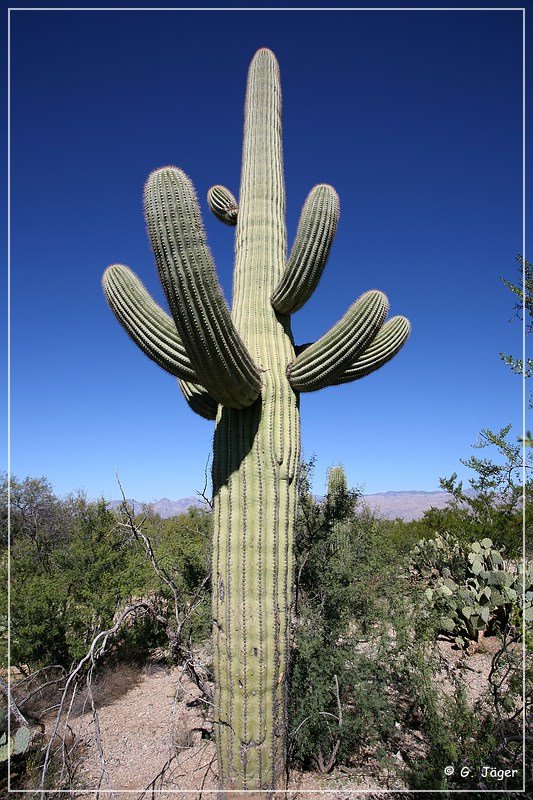 Saguaro NP East