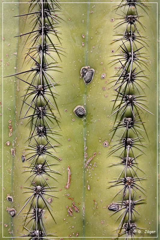 Saguaro NP East