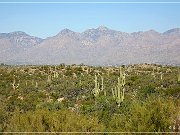 Saguaro NP East