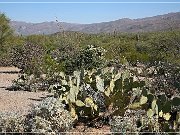Saguaro NP East
