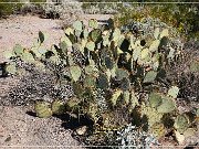 Saguaro NP East