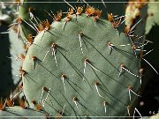 Saguaro NP East