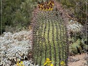 Saguaro NP East