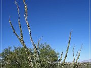 Saguaro NP East