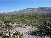 Saguaro NP East