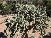 Saguaro NP East