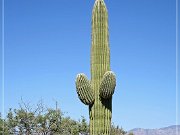 Saguaro NP East