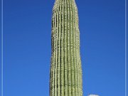 Saguaro NP East
