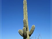 Saguaro NP East