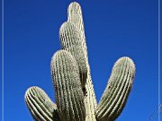 Saguaro NP East
