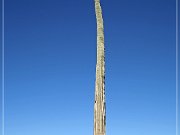 Saguaro NP East