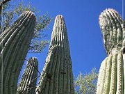 Saguaro NP East
