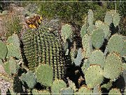 Saguaro NP East