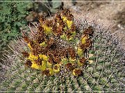 Saguaro NP East